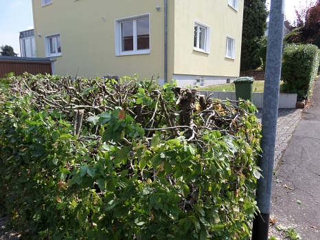 Hainbuchenhecke auf einer Grundstücksgrenze, die während der Vogelbrutzeit stark zurückgeschnitten wurde.