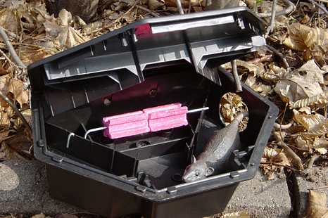 Das Foto zeigt eine geöffnete Köderbox mit Ködern und einer Rattenatrappe.&nbsp;&copy;&nbsp;DBM, Sonja Stender