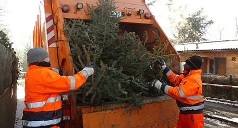 Das Foto zeigt Mitarbeiter des DBM beim Laden von Weihnachtsbäumen.&nbsp;&copy;&nbsp;DBM, Sonja Stender